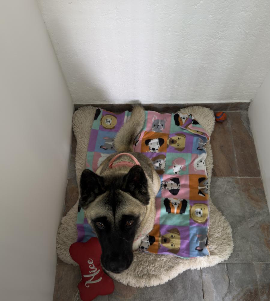 Un perro grande descansando en su cama, con su cobija y su juguete