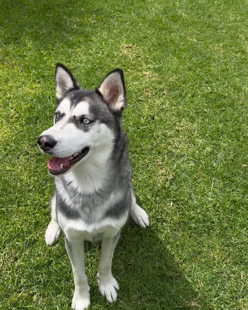 Un husky sentado en el pasto, con las orejas arriba y la boca abierta