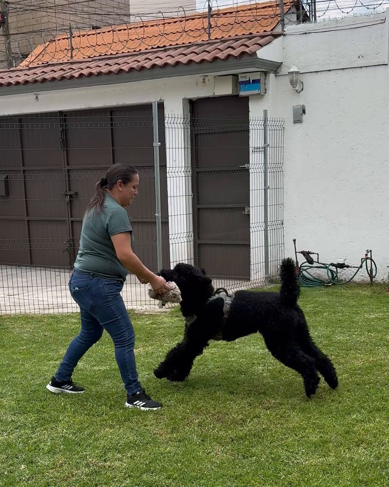 Una cuidadora jugando a jalar un juguete con un poodle negro en el jardín