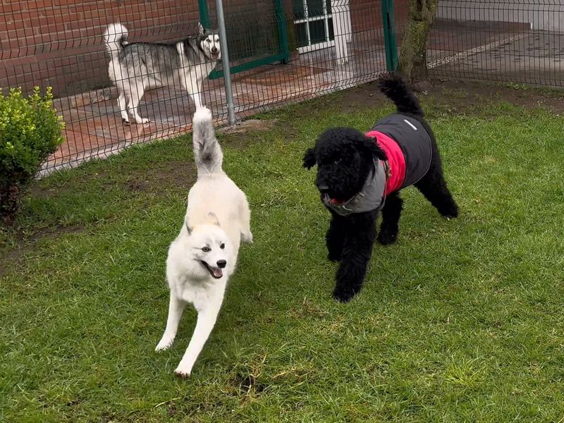Tres perros jugando juntos en el jardín: uno blanco, un poodle con chaleco y un husky al fondo