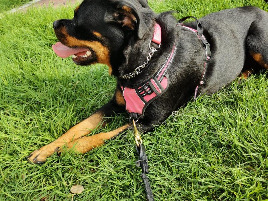 Un rottweiler echado en el pasto, con su pechera y la lengua fuera