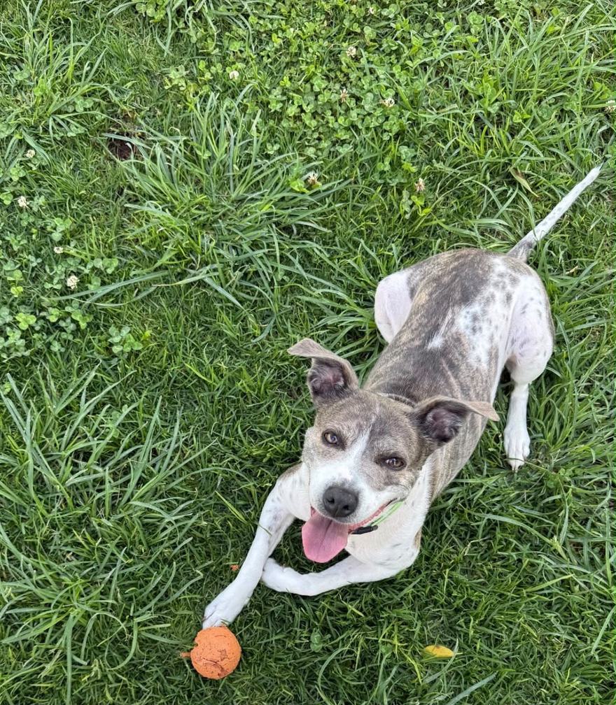 Un perro chico agachado en el pasto junto a su pelota, mirando a la cámara con la lengua de fuera