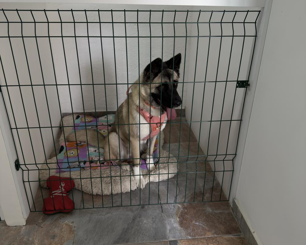 El espacio de un perro: su cama, su cobija y sus juguetes, delimitado con reja y sin techo